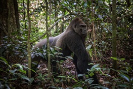 One of the World’s Most Iconic Lowland Gorillas, Kingo, of the Republic of Congo, Has Died of Old Age